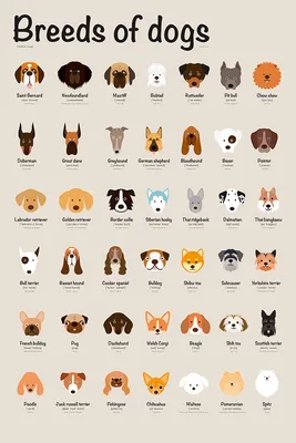 Породы собак на английском