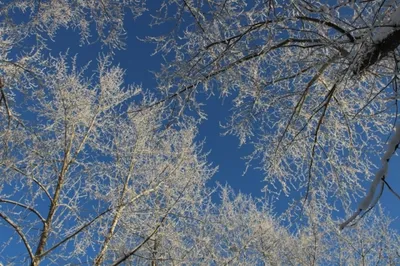 Последний день января в Башкирии будет снежным и теплым | Природа |  ОБЩЕСТВО | АиФ Уфа