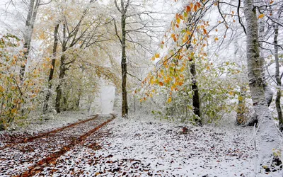 Обои природа, дорожка, лес, снег, поздняя осень на рабочий стол