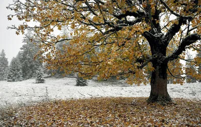Виниловая 3Д наклейка на стол Поздняя Осень (ПВХ пленка самоклеющаяся) снег  деревья Природа Оранжевый 600*1200 (ID#1251674717), цена: 300 ₴, купить на  Prom.ua