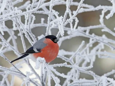 Зимние снеговики радостные с блё…» — создано в Шедевруме