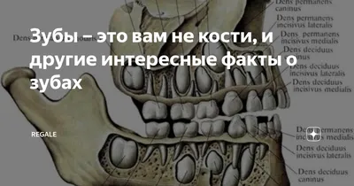 Интересные факты о стоматологии и зубах - Статья стоматологии Доктор Келлер  в Сочи