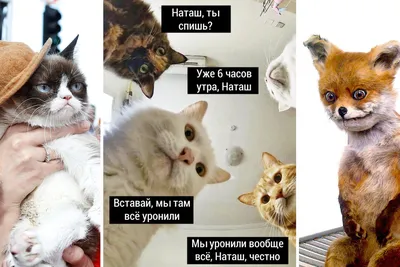 Наташ, ты спишь? Мы все уронили»: как коты в мем-культуре трактуют события  весны 2020-го | Sobaka.ru
