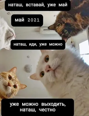 Мемы про Наташу и котов: попытка классификации | Трудный русский | Дзен
