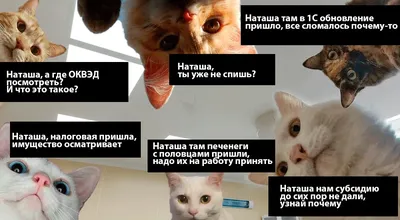 МИД опубликовал свою версию мема «Наташа, мы все уронили»: Политика: Мир:  Lenta.ru