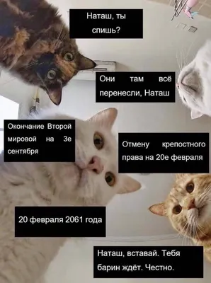 Сеть заполонили мемы про котов и Наташу – мы собрали лучшие из них – Люкс ФМ