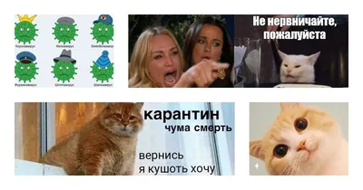 Наташ, вставай, мы всё уронили»: откуда взялись мемы про Наташу и котов,  которые теперь буквально везде — Netka.by