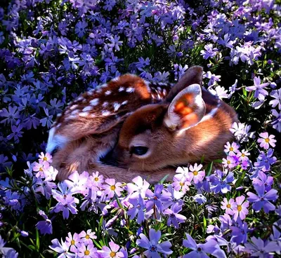 Природа цветы животные - красивые фото