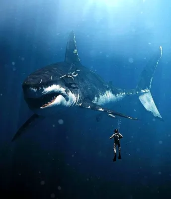 Установили верный размер тела вымершей гигантской акулы мегалодона