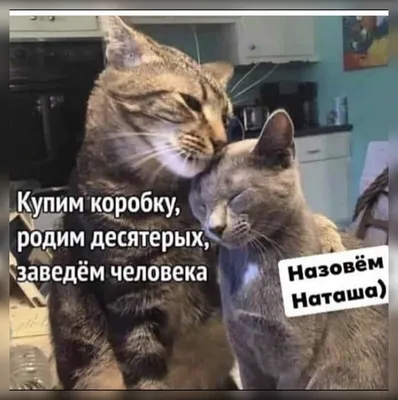 Москвичка решила запатентовать мем про Наташу и котов - Газета.Ru | Новости