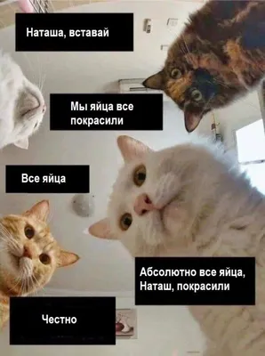 Мемы про Наташу 2😉 | Harre Potter and cat | Дзен