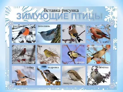 Птицы Урала (Множество фото) - treepics.ru