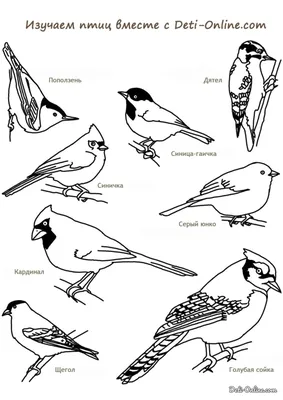 Раскраска Энциклопедия птиц распечатать или скачать