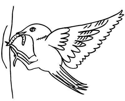 Взрослая книжка-раскраска птица Иллюстрация вектора - иллюстрации  насчитывающей вектор, изолировано: 96518293