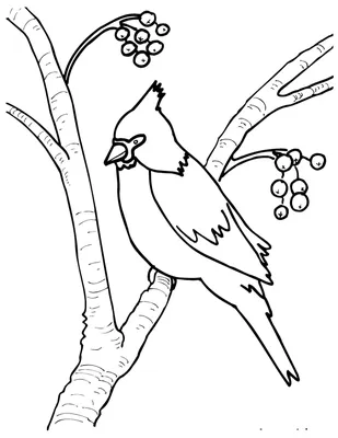 Кормушка для птиц - Новый год - Раскраски антистресс