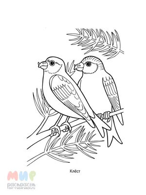 Раскраски птицы зимуют (43 фото) » Картинки, раскраски и трафареты для всех  - Klev.CLUB