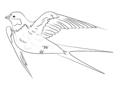 Раскраска № 3674 - Картинки птиц, рисунки птиц скачай или рисуй на сайте  8o8.ru