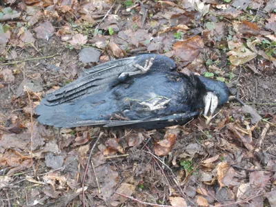 Кто или что убивает птиц в Рязани? - RG62.iNFO -  информационно-аналитический портал