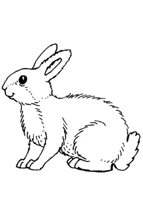 Раскраска животных заяц. раскраски животных раскраска заяц. Раскраска без  регистарции.