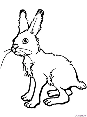 Раскраска заяц покупает арбуз мф ну погоди - скачать и распечатать в  формате А4