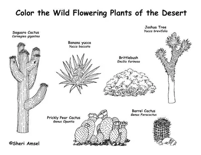 Растения пустыни - жизнь, адаптация, список и характеристика