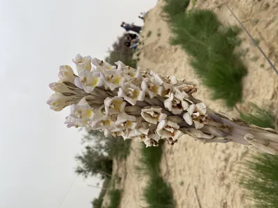 Кактус: Живое растение пустыни» — создано в Шедевруме