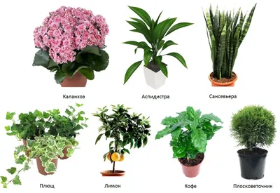 Комнатные растения, очищающие воздух | Садово-ландшафтное бюро Щедрый  агроном