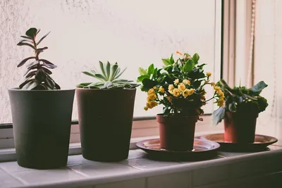 Самые лучшие и полезные комнатные цветы для квартиры и дома: какие выбрать,  что нужно знать