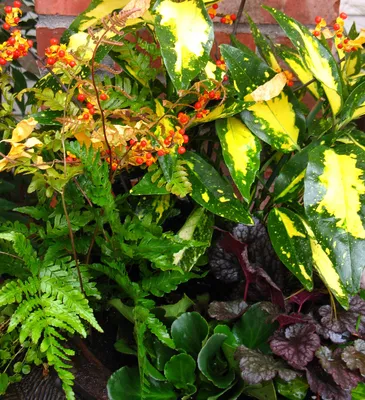 Как правильно ухаживать за комнатными растениями? | статьи из мира  флористики на блоге Flowwow