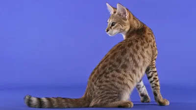 Редкие породы кошек