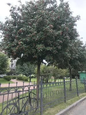 Рябина обыкновенная | Саженцы декоративных деревьев в Москве и МО