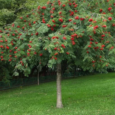 Деревья: Рябина обыкновенная Пендула \"Sorbus aucuparia Pendula\"