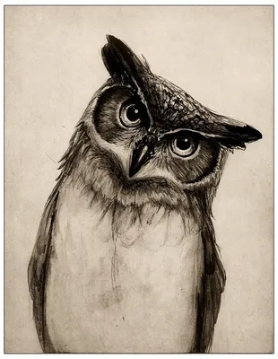 Картинки сова птица Фэнтези Животные Рисованные