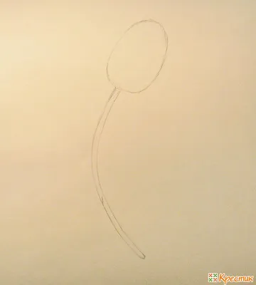 Как нарисовать «живой» тюльпан карандашом поэтапно (для начинающих) |  Крестик