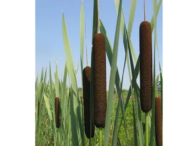 Рогоз (болотная трава) искусственная H70 см (арт. 8EE422235) - купить за 7  069 ₽ в интернет-магазине Гарден Гров