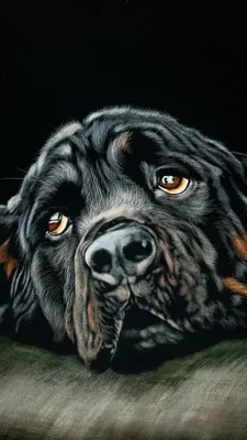 Скачать 938x1668 ротвейлер, собака, черный, арт обои, картинки iphone  8/7/6s/6 for parallax