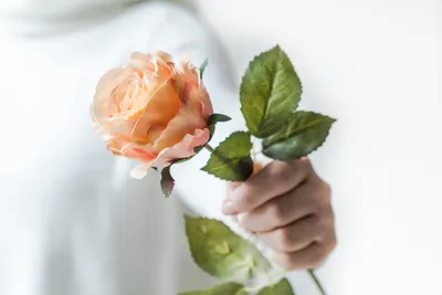 красная роза в руке. женская рука с розами на черном фоне. маленькие  подарки от мужчин Стоковое Изображение - изображение насчитывающей  элегантность, лепесток: 229429921