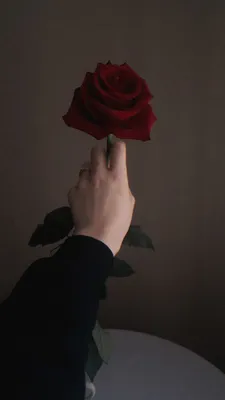 Красная роза в руке бизнесмена изолированной на белизне Стоковое  Изображение - изображение насчитывающей природа, опознавание: 86245099