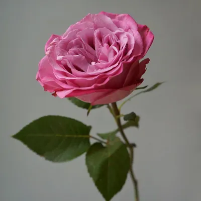 Гвоздика розовая – Цвет`ок – дорогая цветочная лавка
