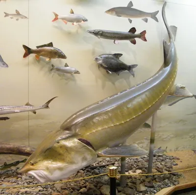 Царь-рыба калуга, достигавшая весом в тонну, и другие сибирские  пресноводные гиганты оказались на грани вымирания | Экспресс-вести | Дзен