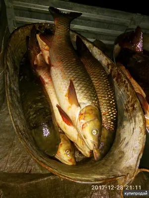 Рыба Калуга. Вид Калуга занесён в международную Красную книгу