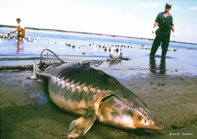 Так выглядит самая большая рыба, когда либо пойманная в России — Новые  Известия - новости России и мира сегодня