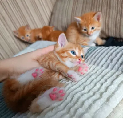 Рыжих котят