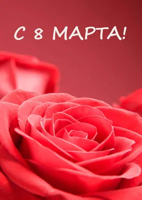 Красивые картинки С 8 марта (50 открыток) | Праздник, Фиолетовые тюльпаны,  Розовые розы