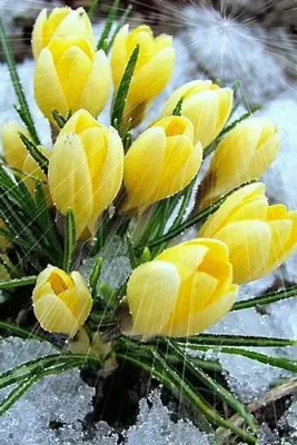 С 8 марта желтые тюльпаны