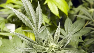 В Кыргызстане предлагают легализовать марихуану: 05 декабря 2020, 14:05 -  новости на Tengrinews.kz