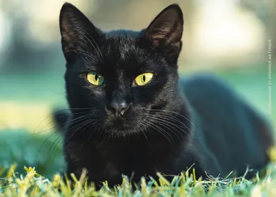 Черный кот гуляет с другими черными…» — создано в Шедевруме