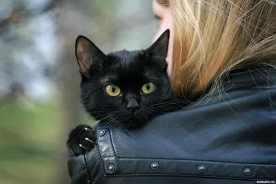 НТВ - 17 ноября — День защиты черных котов. Зоозащитники учредили его в  2007 году, чтобы повлиять на имидж этих животных. Ведь с черными котами до  сих пор связано множество суеверий и
