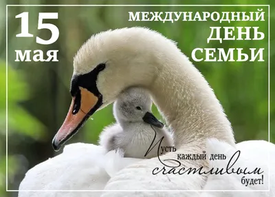 В Международный день семьи — 15 мая — в Одинцовской библиотеке № 1  состоится концертная программа «Семьей дорожить — счастливым быть» —  Одинцовский городской округ Московской области