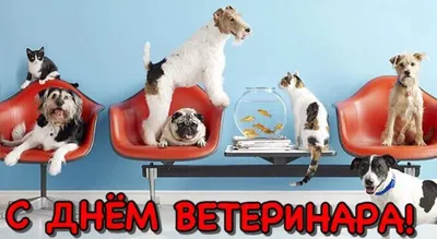 День ветеринара в Украине 2023 — поздравления на 13 августа, открытки и  картинки - Телеграф